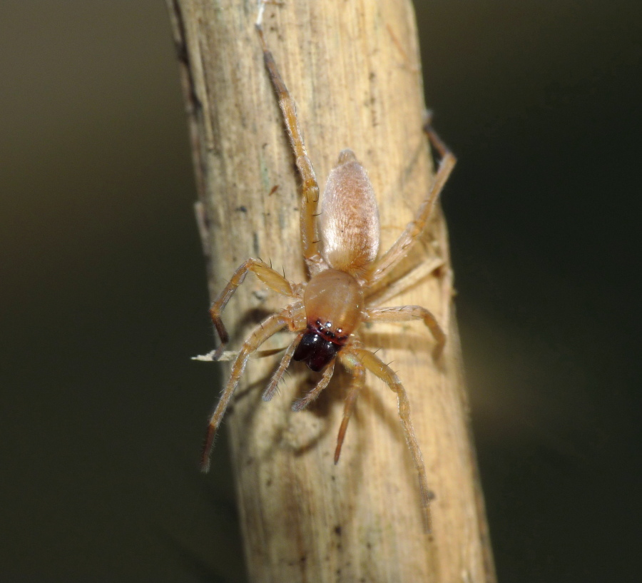 Clubiona sp.